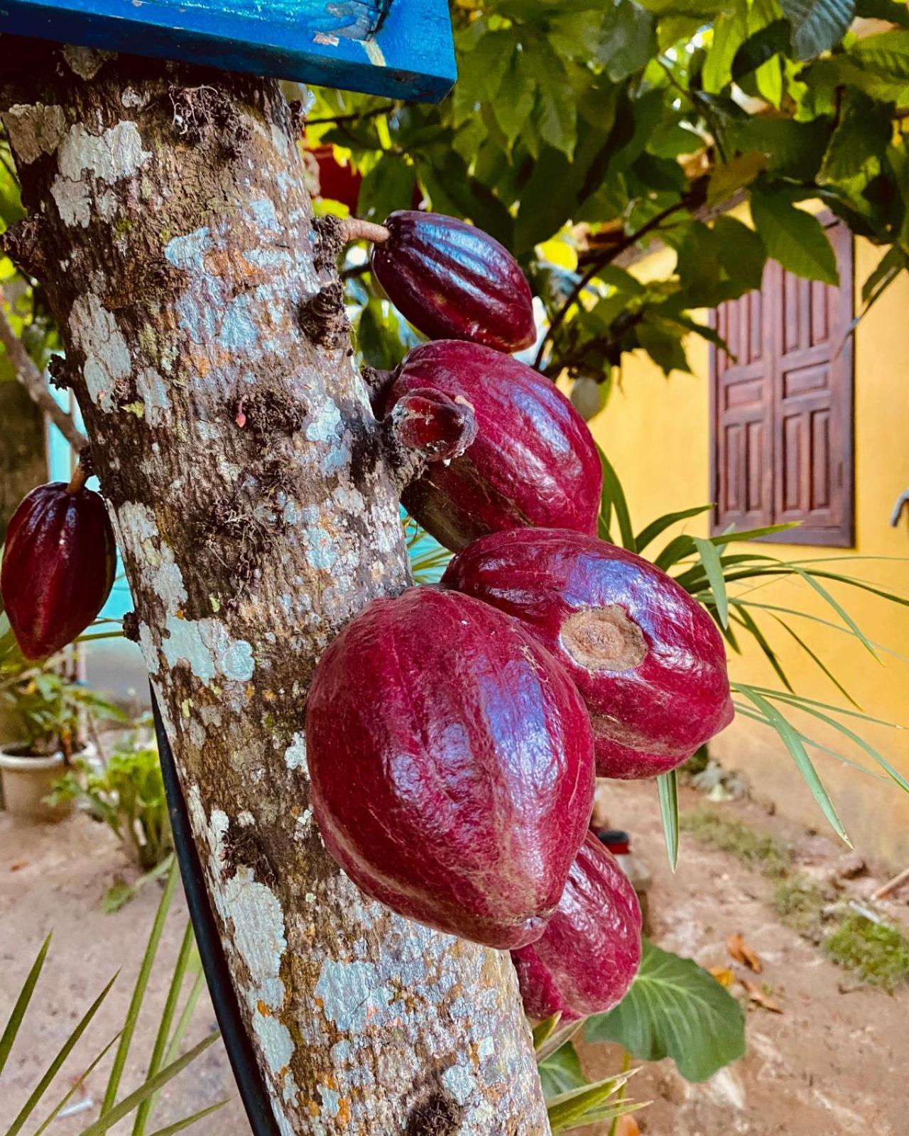 Caraiva Recanto Pousada De Ferias 외부 사진
